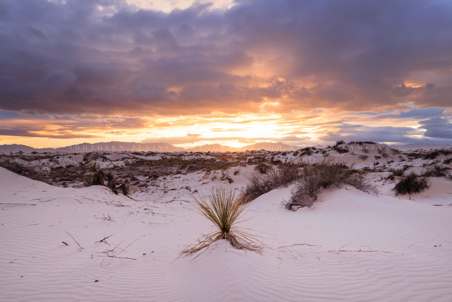 Desert photography print of a lone yucca plant among sand dunes as a golden sunset takes place over White Sands National Park, New Mexico by Sean Ramsey of Southern Plains Photography.