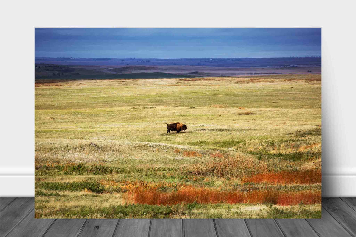 Western aluminum metal print wall art of a bison standing in the vast open prairie of South Dakota by Sean Ramsey of Southern Plains Photography.