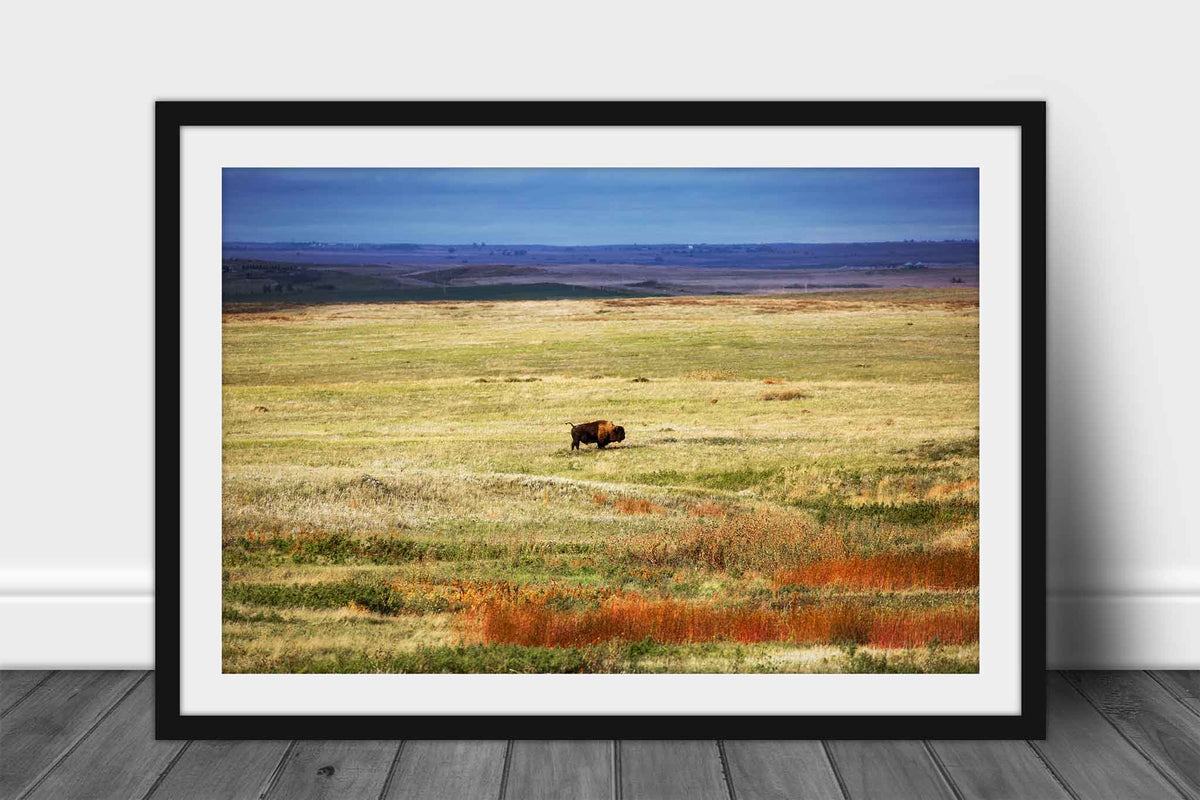 Framed western print wall art of a bison standing in the vast open prairie of South Dakota by Sean Ramsey of Southern Plains Photography.