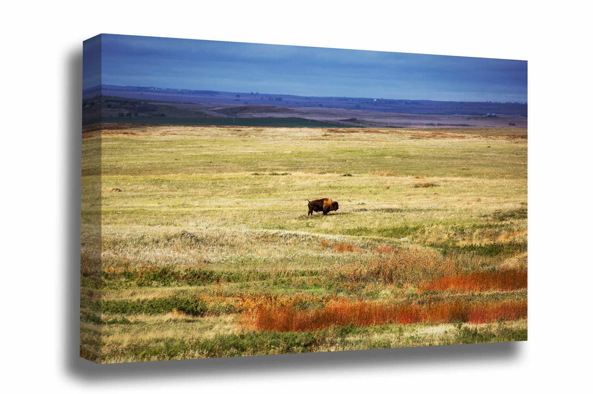 Western gallery wrap canvas wall art of a bison standing in the vast open prairie of South Dakota by Sean Ramsey of Southern Plains Photography.