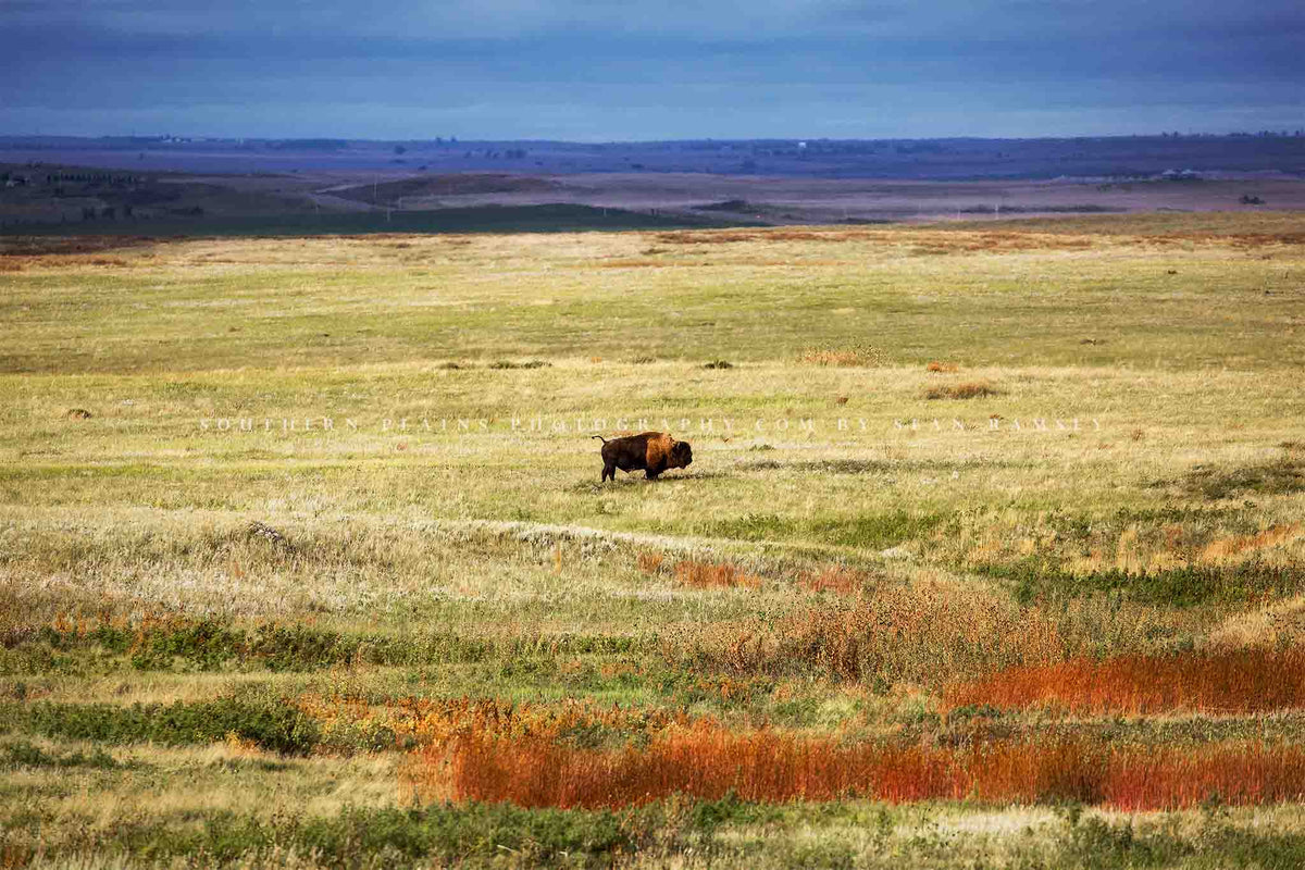 Western photography print of a bison standing in the vast open prairie of South Dakota by Sean Ramsey of Southern Plains Photography.