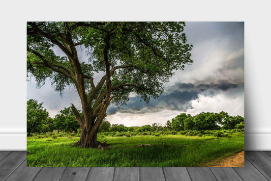 Country photography print of storm clouds passing behind a large cottonwood tree on a stormy spring day in Texas by Sean Ramsey of Southern Plains Photography.