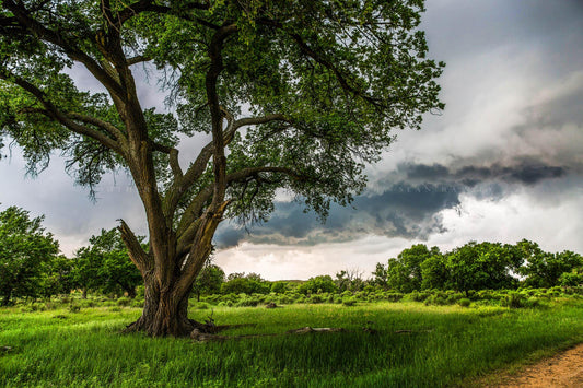 Nature photography print of a large cottonwood tree as storm clouds pass behind on a stormy spring day in Texas by Sean Ramsey of Southern Plains Photography.
