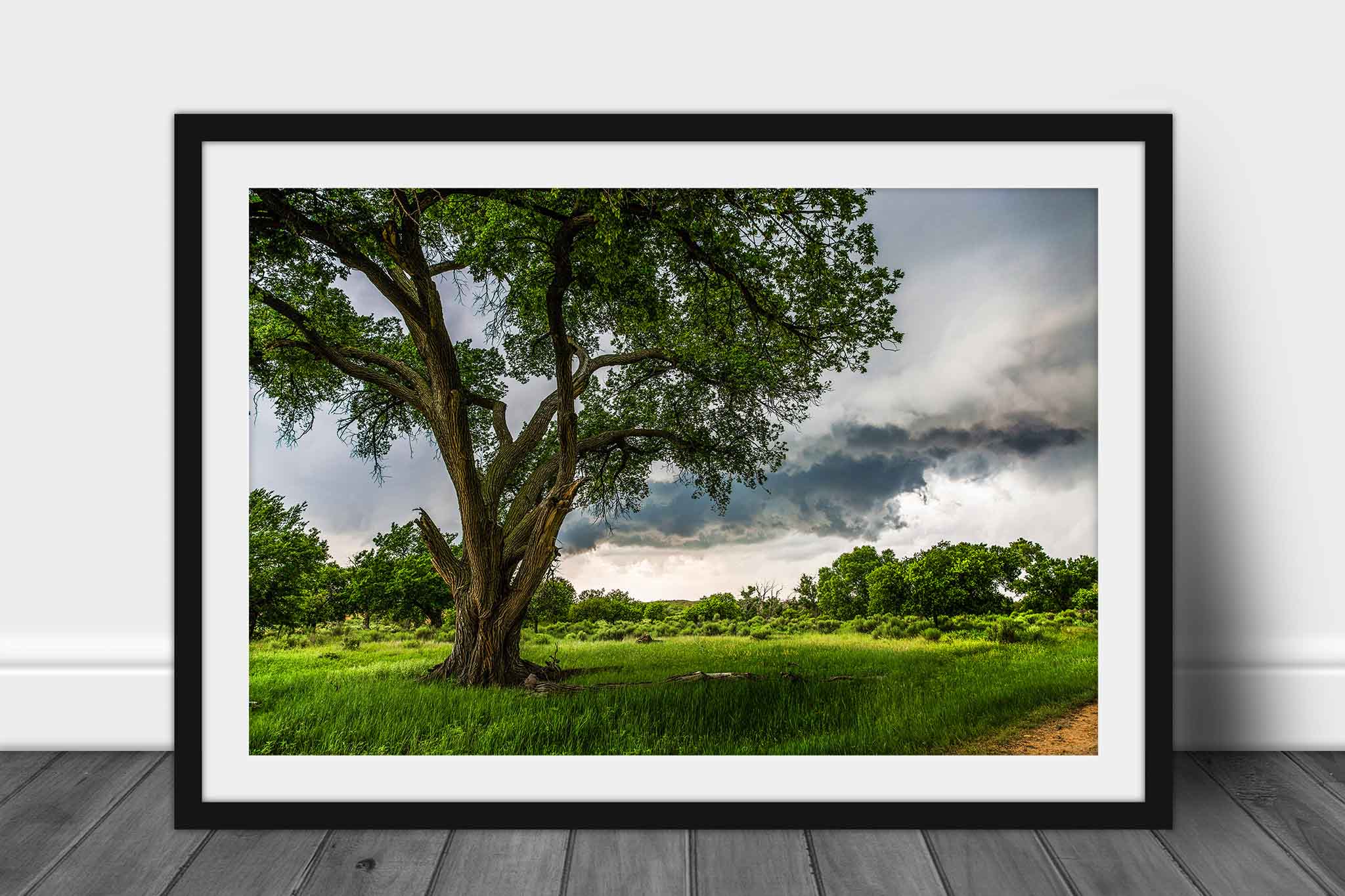 Framed nature print of a large cottonwood tree and storm clouds on a stormy spring day in the Texas panhandle by Sean Ramsey of Southern Plains Photography.