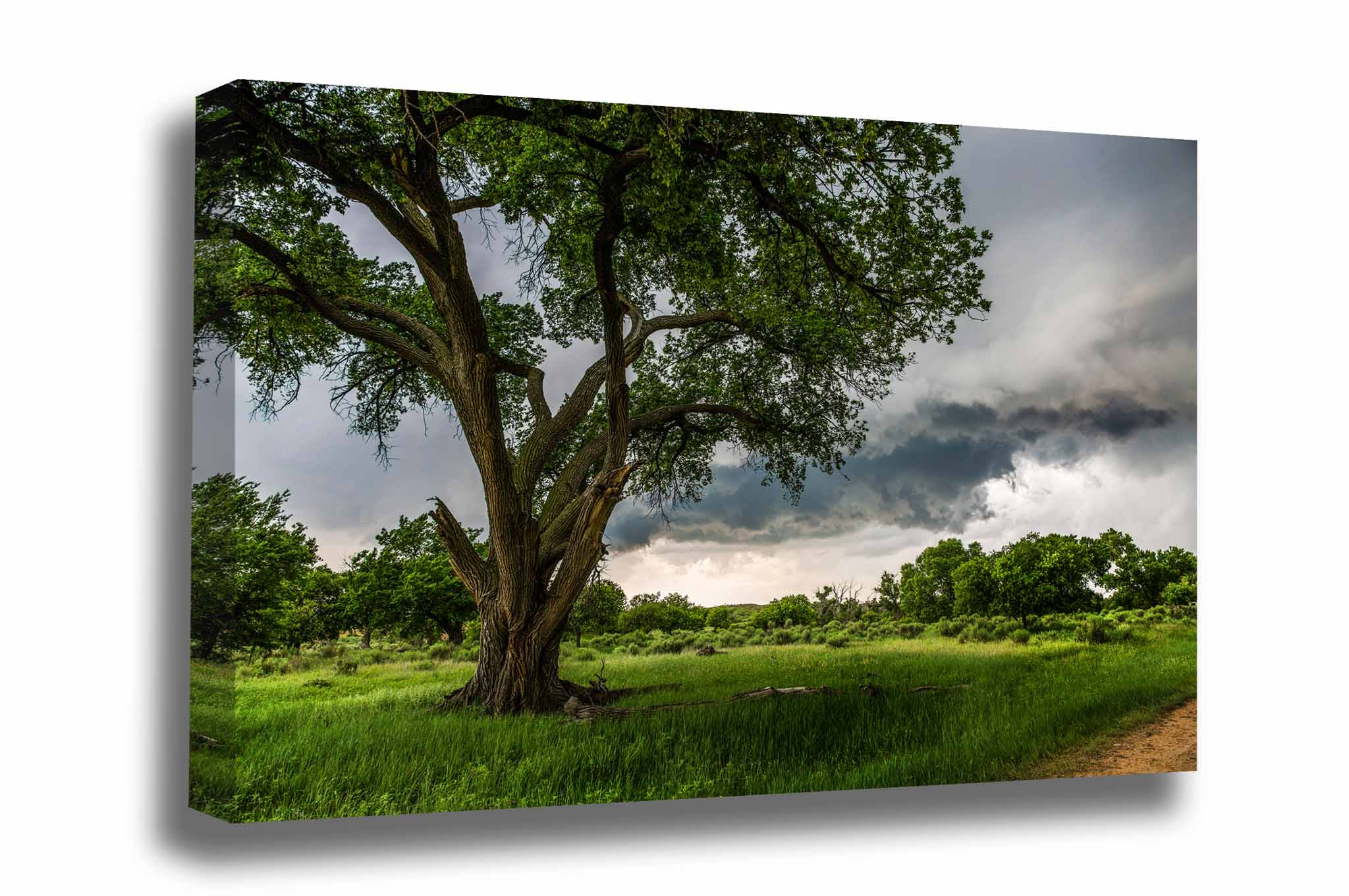 Nature canvas wall art of a large cottonwood tree and storm clouds on a spring day in Texas by Sean Ramsey of Southern Plains Photography.