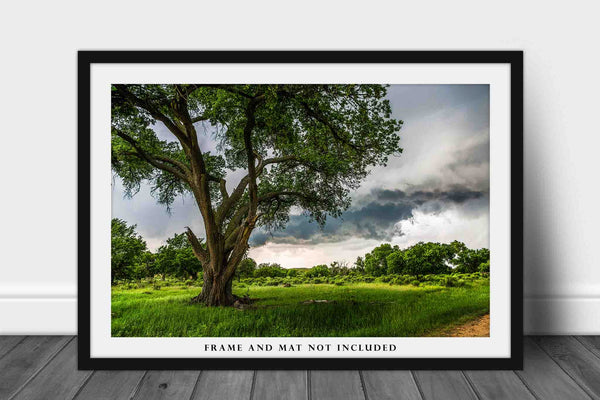 Nature Wall Art Photography Print - Picture of Large Cottonwood Tree and Passing Storm in Texas Panhandle Landscape Photo Decor 4x6 to 40x60