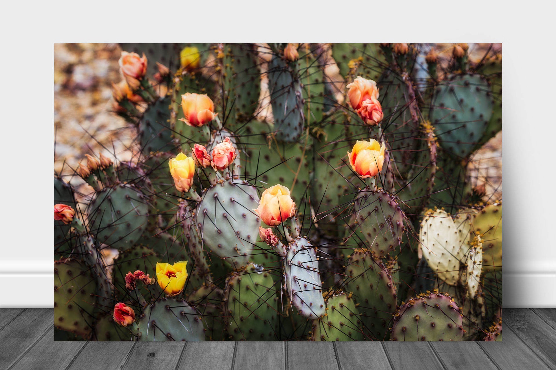 prickly pear cactus wall art Blossoms of the Prickly Pear | Desert Flowers Metal Print Wall Art