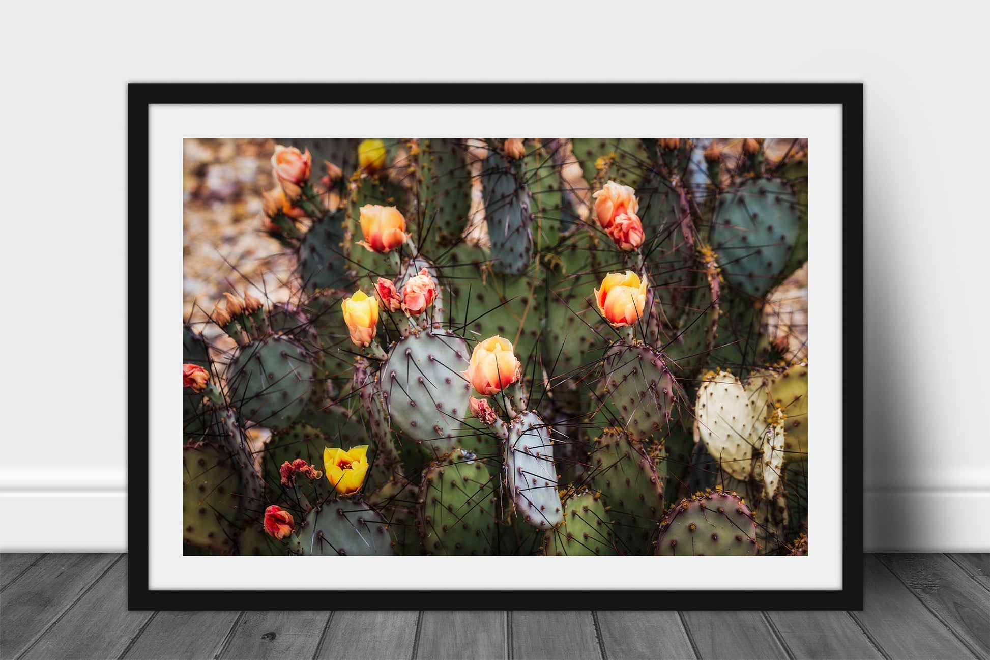 Framed and matted botanical desert print of prickly pear cactus flower blossoms on a spring day in Big Bend National Park in West Texas by Sean Ramsey of Southern Plains Photography.