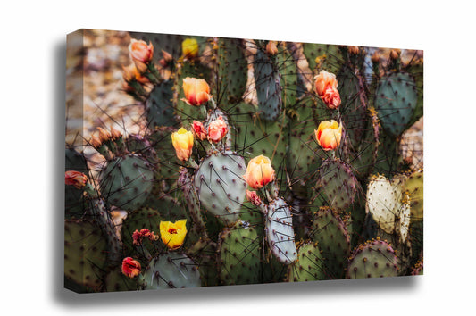 Desert southwest canvas wall art of prickly pear cactus blooms on a spring day at Big Bend National Park in West Texas by Sean Ramsey of Southern Plains Photography.