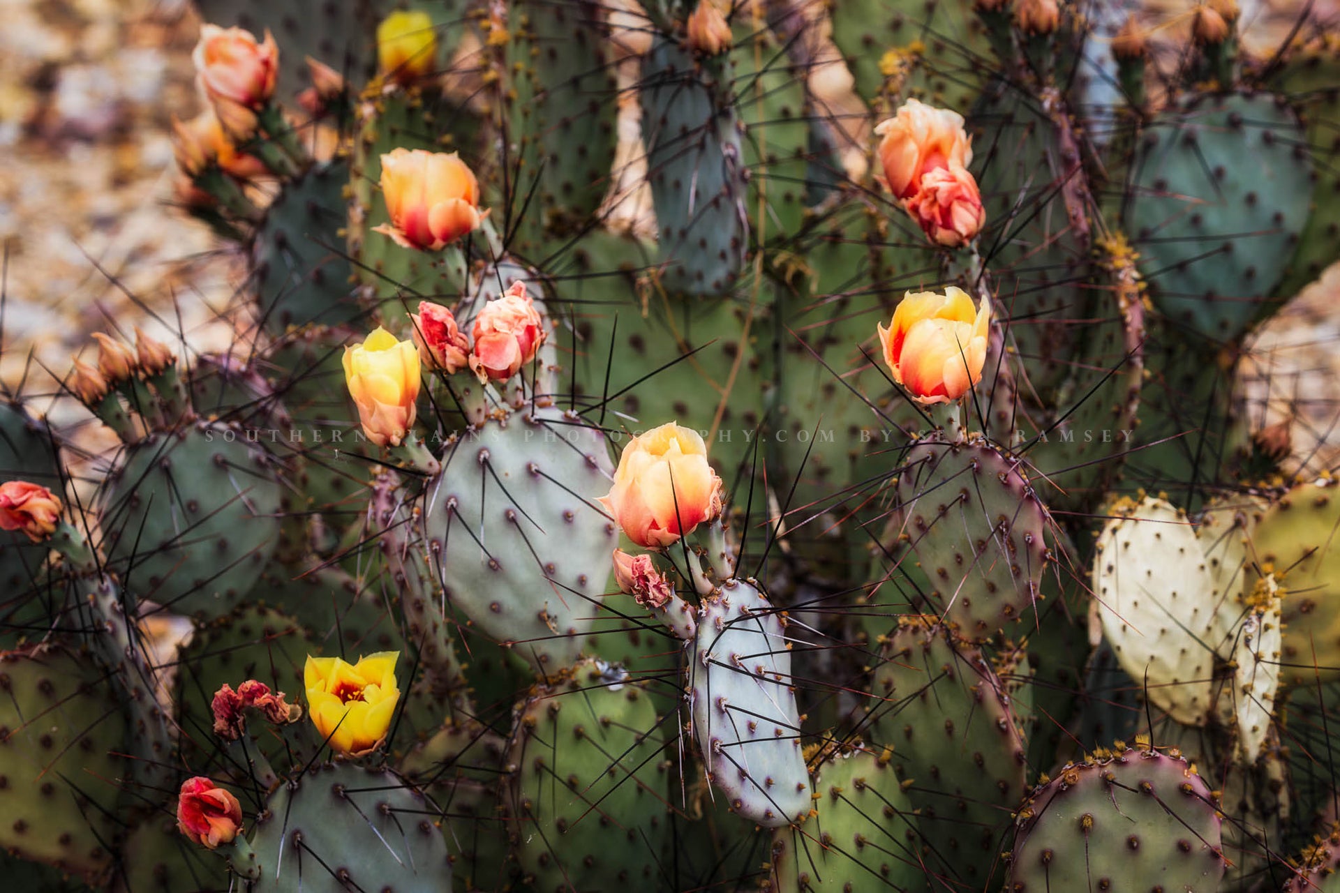 prickly pear cactus bloomscape Blossoms of the Prickly Pear | Desert Flowers Photography Print