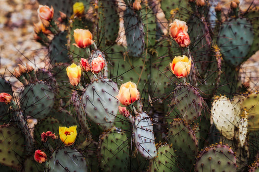 Botanical desert photography print of prickly pear cactus flower blossoms on a spring day in Big Bend National Park in West Texas by Sean Ramsey of Southern Plains Photography.