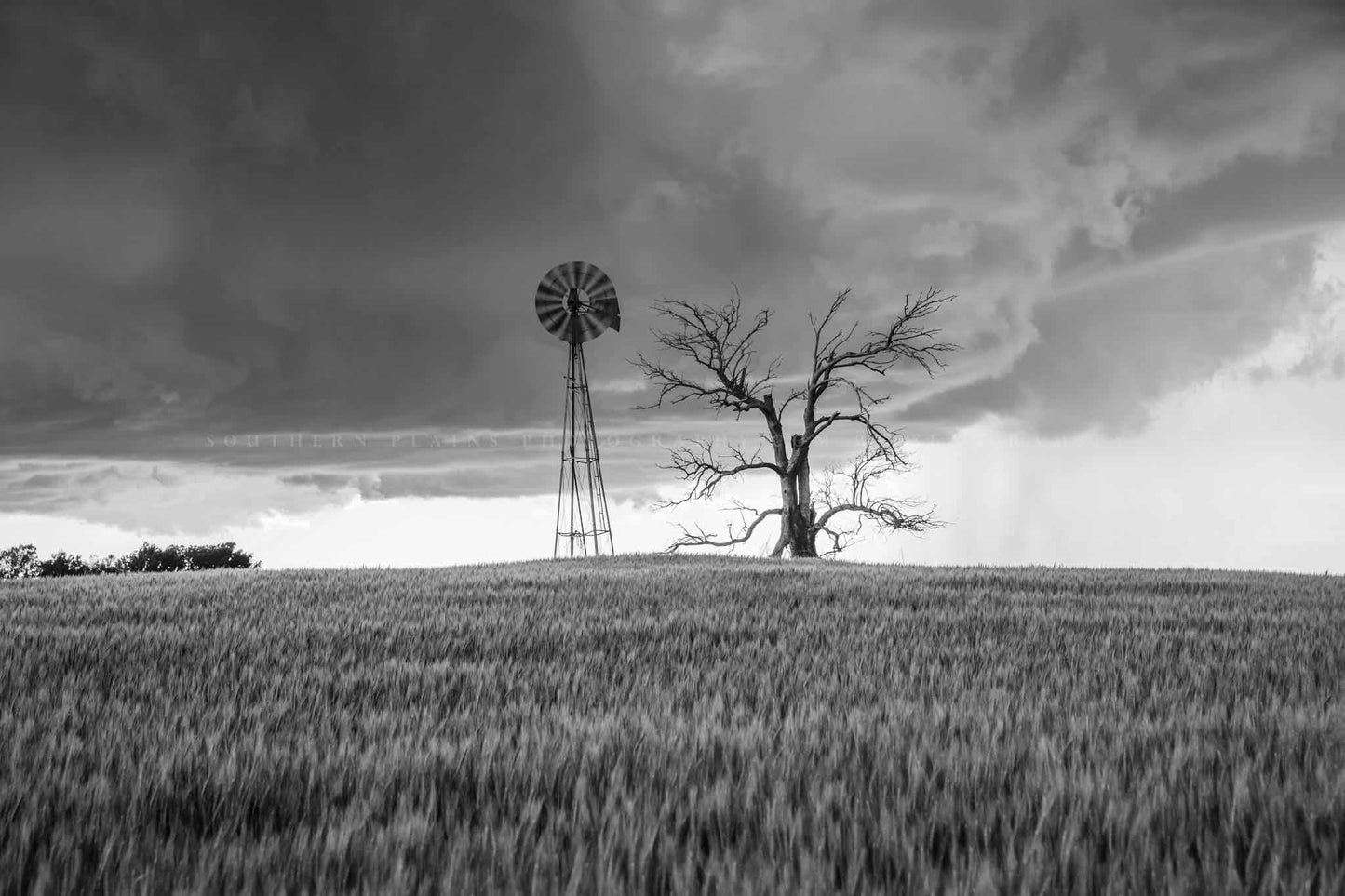Black and white country photography print of an old windmill and dead tree on a rise in a wheat field as a storm approaches on a spring day in Oklahoma by Sean Ramsey of Southern Plains Photography.