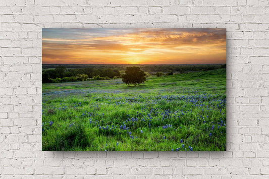 Landscape metal print of a lone tree in a field of bluebonnet wildflowers at sunset on a spring evening in Texas by Sean Ramsey of Southern Plains Photography.