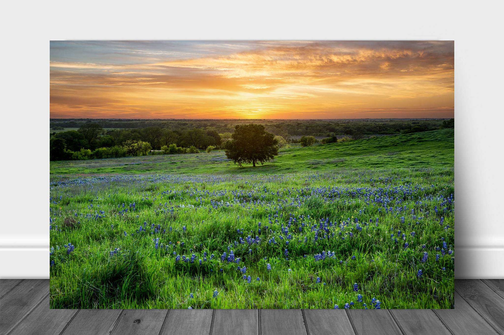 Landscape metal print of a lone tree in a field of bluebonnet wildflowers at sunset on a spring evening in Texas by Sean Ramsey of Southern Plains Photography.
