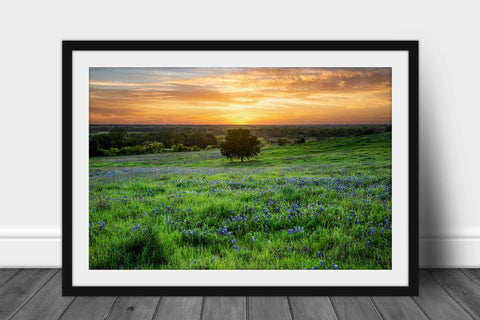 Framed and matted photography print of a lone tree in a field of bluebonnets at sunset on a spring evening in Texas by Sean Ramsey of Southern Plains Photography.