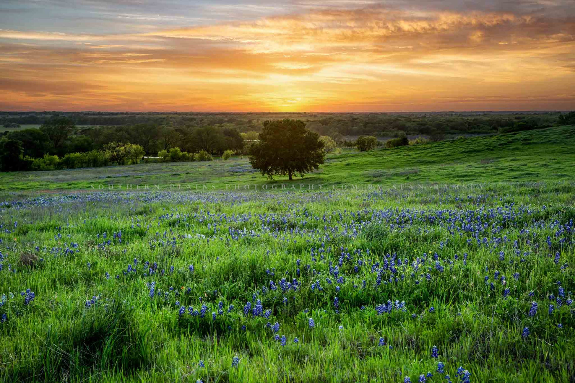 Country photography print of a lone tree in a field of Texas bluebonnets at sunset on a spring evening in Texas by Sean Ramsey of Southern Plains Photography.