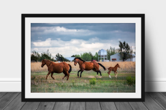 Framed and matted equine print of horses breaking into a gallop on a farm in Texas by Sean Ramsey of Southern Plains Photography.