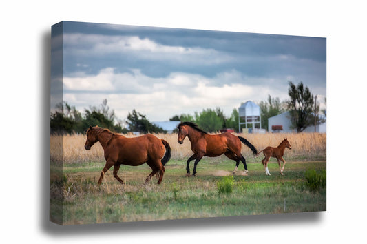 Equine canvas wall art of horses breaking into a gallop on a farm in Texas by Sean Ramsey of Southern Plains Photography.
