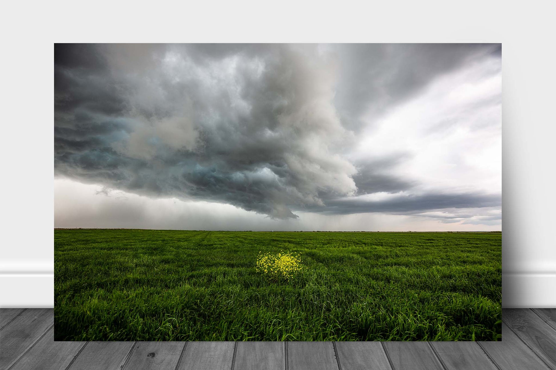 Storm aluminum metal print wall art of yellow wildflowers in a green field as a thunderstorm passes overhead on a stormy day in Texas by Sean Ramsey of Southern Plains Photography.