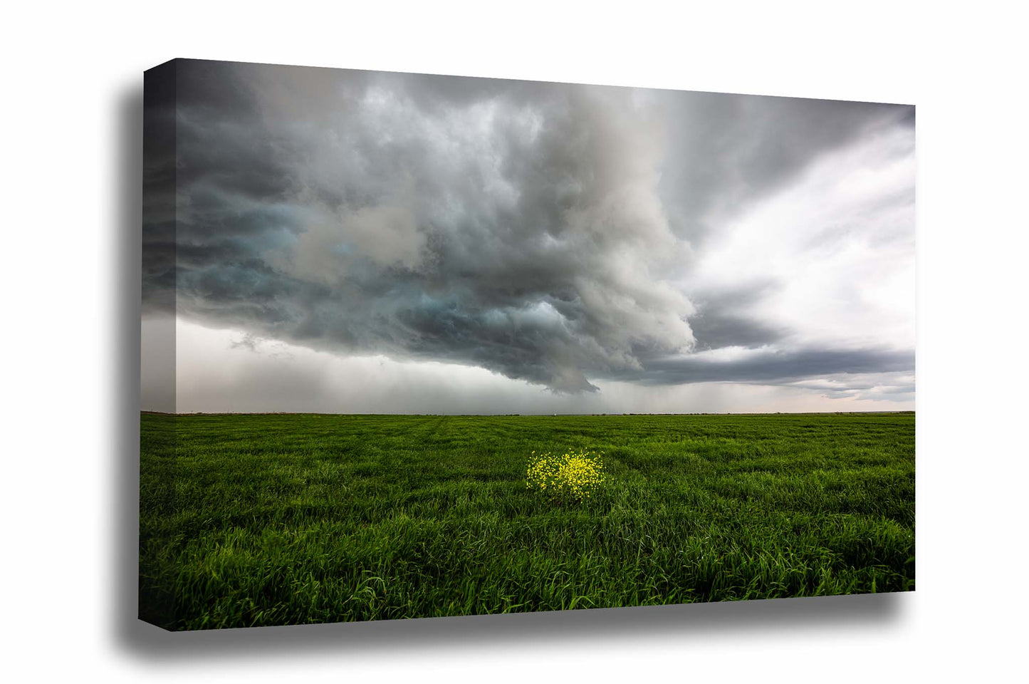 Storm gallery wrapped canvas wall art of yellow wildflowers in a green field as a thunderstorm passes overhead on a stormy day in Texas by Sean Ramsey of Southern Plains Photography.