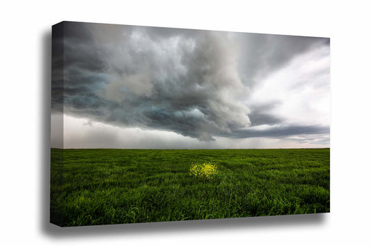 Storm gallery wrapped canvas wall art of yellow wildflowers in a green field as a thunderstorm passes overhead on a stormy day in Texas by Sean Ramsey of Southern Plains Photography.