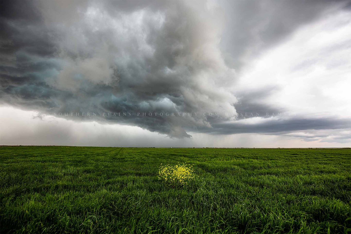 Storm photography print of yellow wildflowers in a green field as a thunderstorm passes overhead on a stormy day in Texas by Sean Ramsey of Southern Plains Photography.