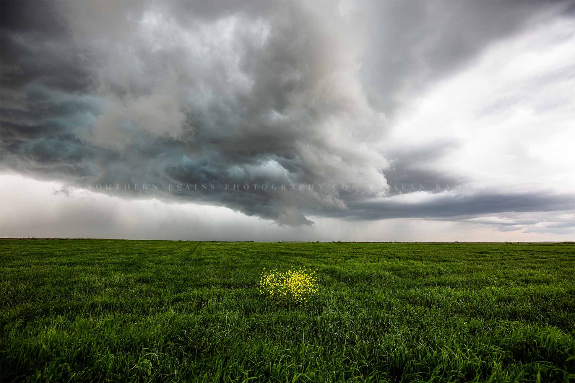 Storm photography print of yellow wildflowers in a green field as a thunderstorm passes overhead on a stormy day in Texas by Sean Ramsey of Southern Plains Photography.