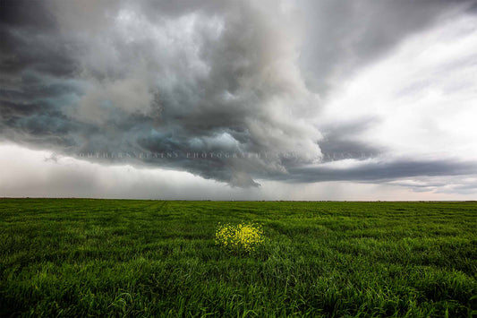Storm photography print of yellow wildflowers in a green field as a thunderstorm passes overhead on a stormy day in Texas by Sean Ramsey of Southern Plains Photography.