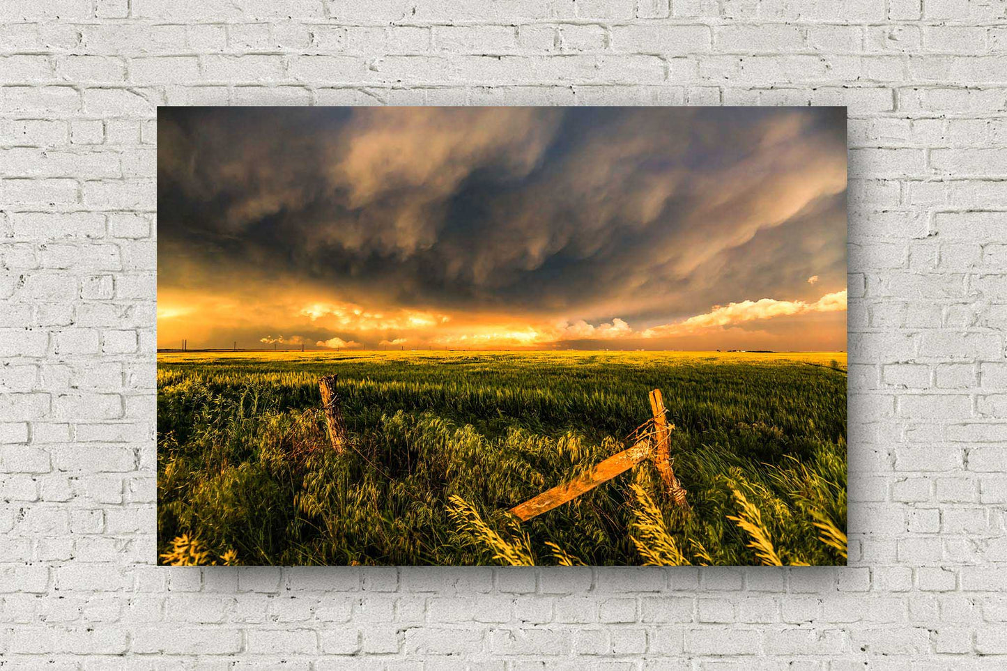 Great Plains metal print of storm clouds illuminated by sunlight over a wheat field on a stormy spring evening in Kansas by Sean Ramsey of Southern Plains Photography.