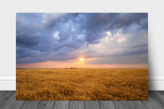 Country metal print wall art of the sun breaking through storm clouds over a golden wheat field at sunset in Oklahoma by Sean Ramsey of Southern Plains Photography.