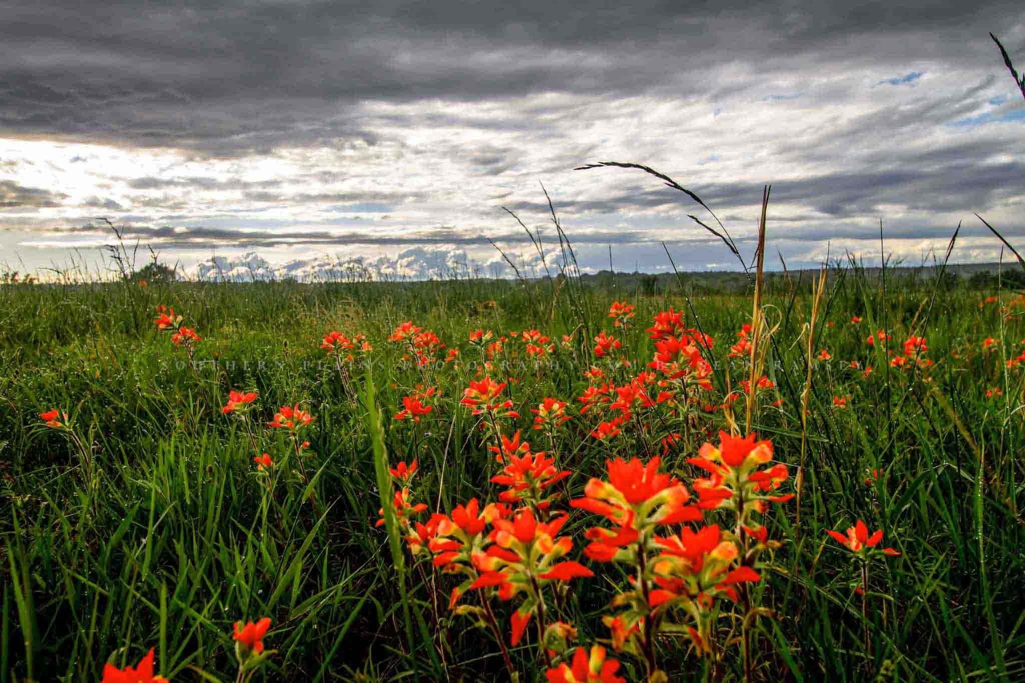 Framed Photography Print Pacific Northwest Wild Flower outlet Field