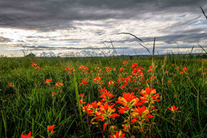 Wildflower photography print of Indian paintbrush wildflowers bringing color to a stormy spring day in Oklahoma by Sean Ramsey of Southern Plains Photography.