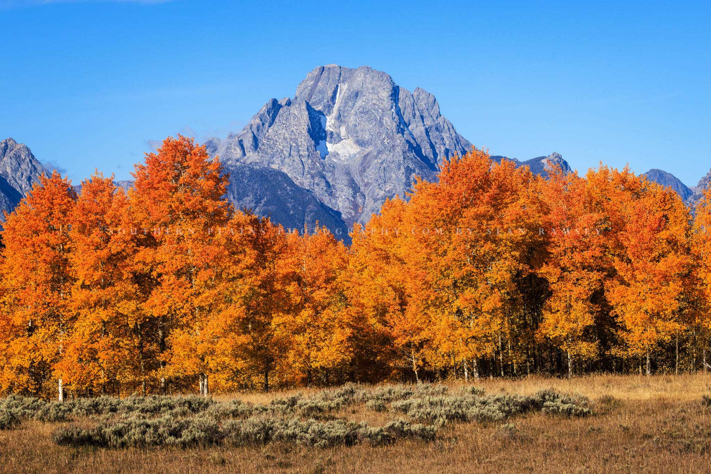 Rocky Mountain photography print of Mount Moran overlooking trees with fall foliage on an autumn day in Grand Teton National Park, Wyoming by Sean Ramsey of Southern Plains Photography.