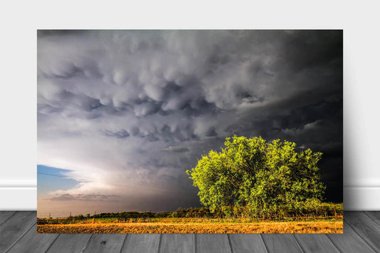 Storm metal print on aluminum of bubbly mammatus clouds over a sunlit tree on a stormy evening in Oklahoma by Sean Ramsey of Southern Plains Photography.