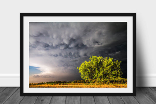 Framed and matted storm print of bubbly mammatus clouds over a sunlit tree on a stormy evening in Oklahoma by Sean Ramsey of Southern Plains Photography.