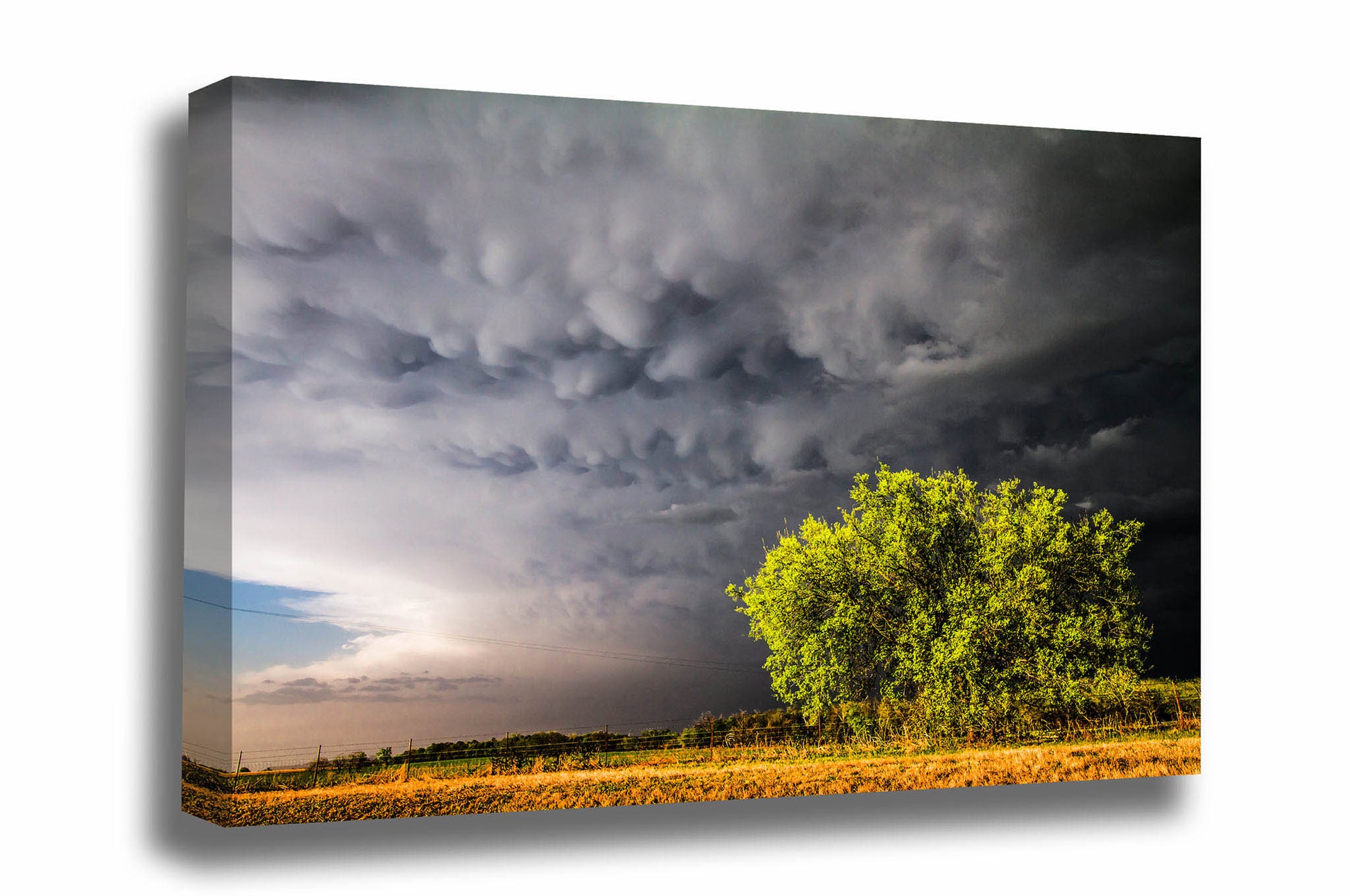 Stormy sky canvas wall art of bubbly mammatus clouds over a sunlit tree on a spring evening in Oklahoma by Sean Ramsey of Southern Plains Photography.