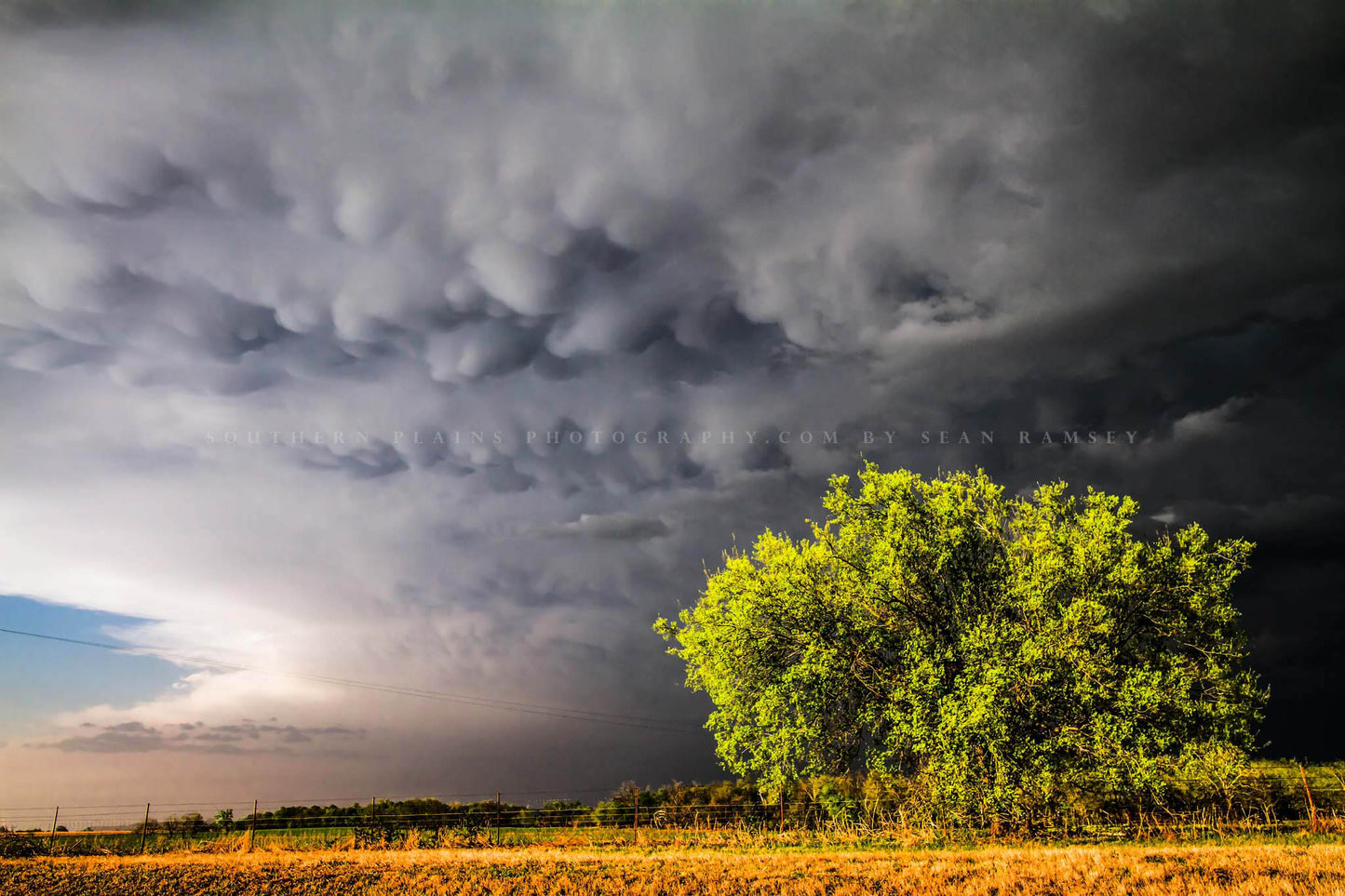 Stormy sky photography print of mammatus clouds over a sunlit tree on a spring evening in Oklahoma by Sean Ramsey of Southern Plains Photography.