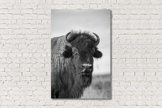 Black and white buffalo metal print on aluminum of a portrait of a bison on the Tallgrass Prairie in Oklahoma by Sean Ramsey of Southern Plains Photography.