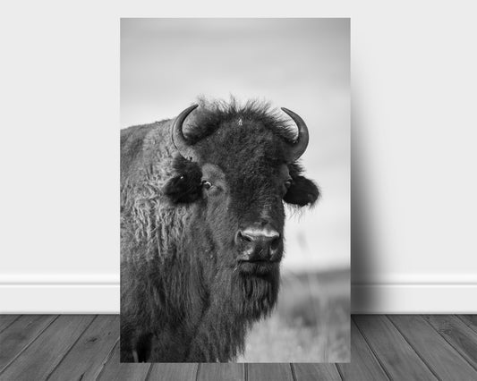 Black and white buffalo metal print on aluminum of a portrait of a bison on the Tallgrass Prairie in Oklahoma by Sean Ramsey of Southern Plains Photography.