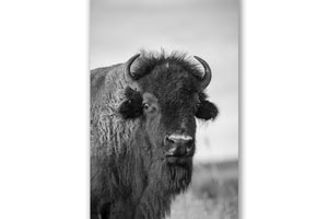 Vertical wildlife photography print of an American bison on the tallgrass prairie in Oklahoma in black and white by Sean Ramsey of Southern Plains Photography.