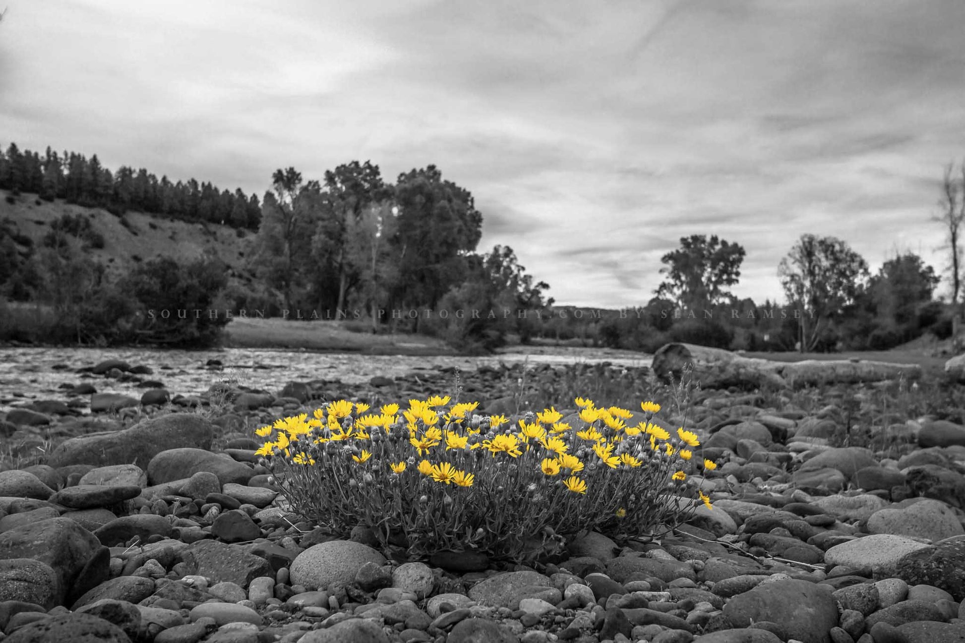 Color on black and white botanical photography print of yellow wildflowers along the river banks of the San Juan River in the Rocky Mountains of Colorado by Sean Ramsey of Southern Plains Photography.
