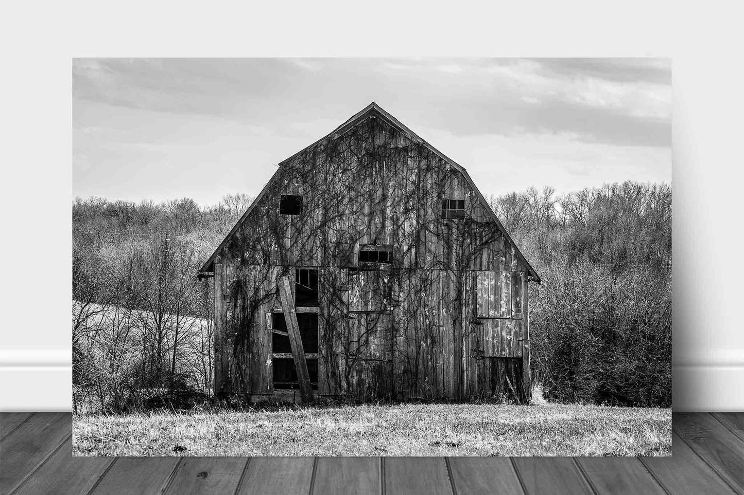 Black and white aluminum metal print wall art of an old barn covered in vines in Missouri by Sean Ramsey of Southern Plains Photography.
