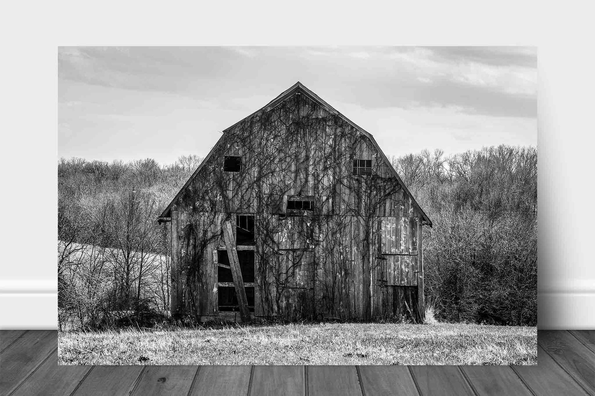 Black and white aluminum metal print wall art of an old barn covered in vines in Missouri by Sean Ramsey of Southern Plains Photography.