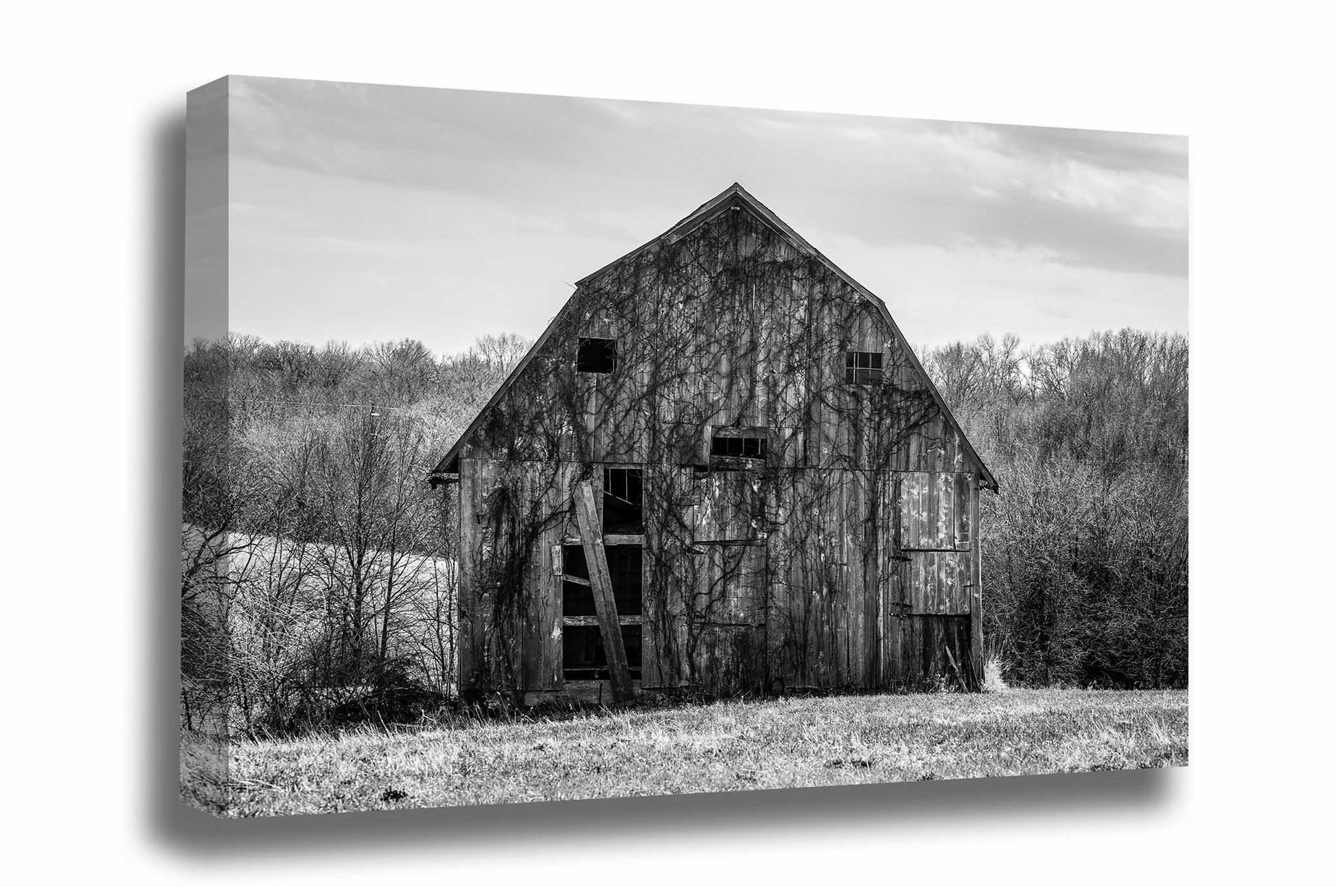 Black and white country canvas wall art of an old barn covered in vines in Missouri by Sean Ramsey of Southern Plains Photography.