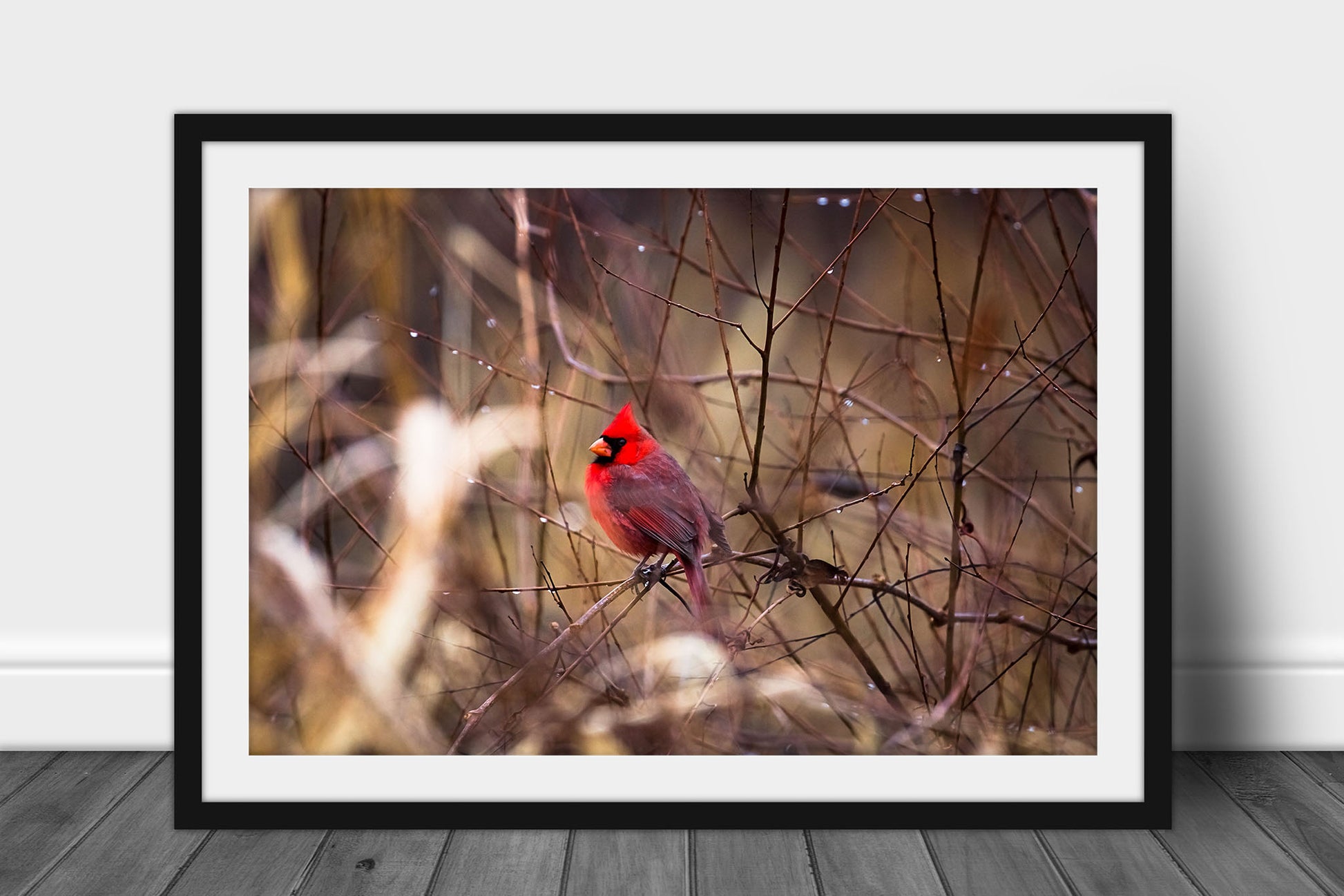 Framed and matted bird print of a male red cardinal resting n a branch surrounded by raindrops on a rainy winter day in Oklahoma by Sean Ramsey of Southern Plains Photography.