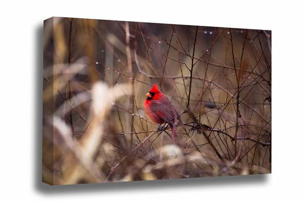 Bird canvas wall art of a male red cardinal resting on a branch surrounded by raindrops on a winter day in Oklahoma by Sean Ramsey of Southern Plains Photography.