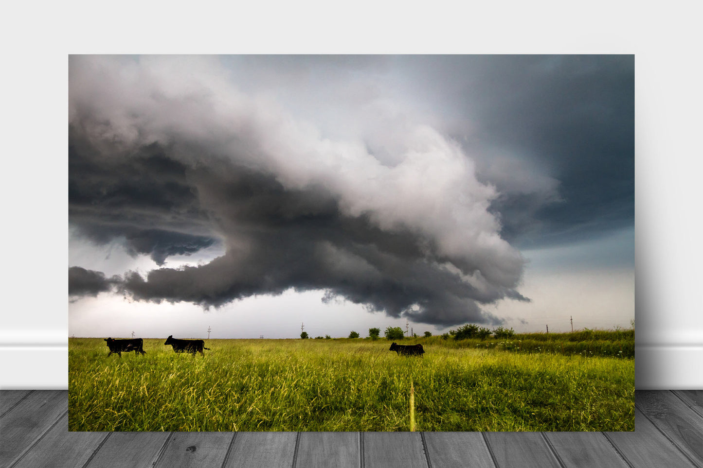 Storm aluminum metal print wall art of cows in a field moving out of the way of an intense thunderstorm on a stormy day in Kansas by Sean Ramsey of Southern Plains Photography.