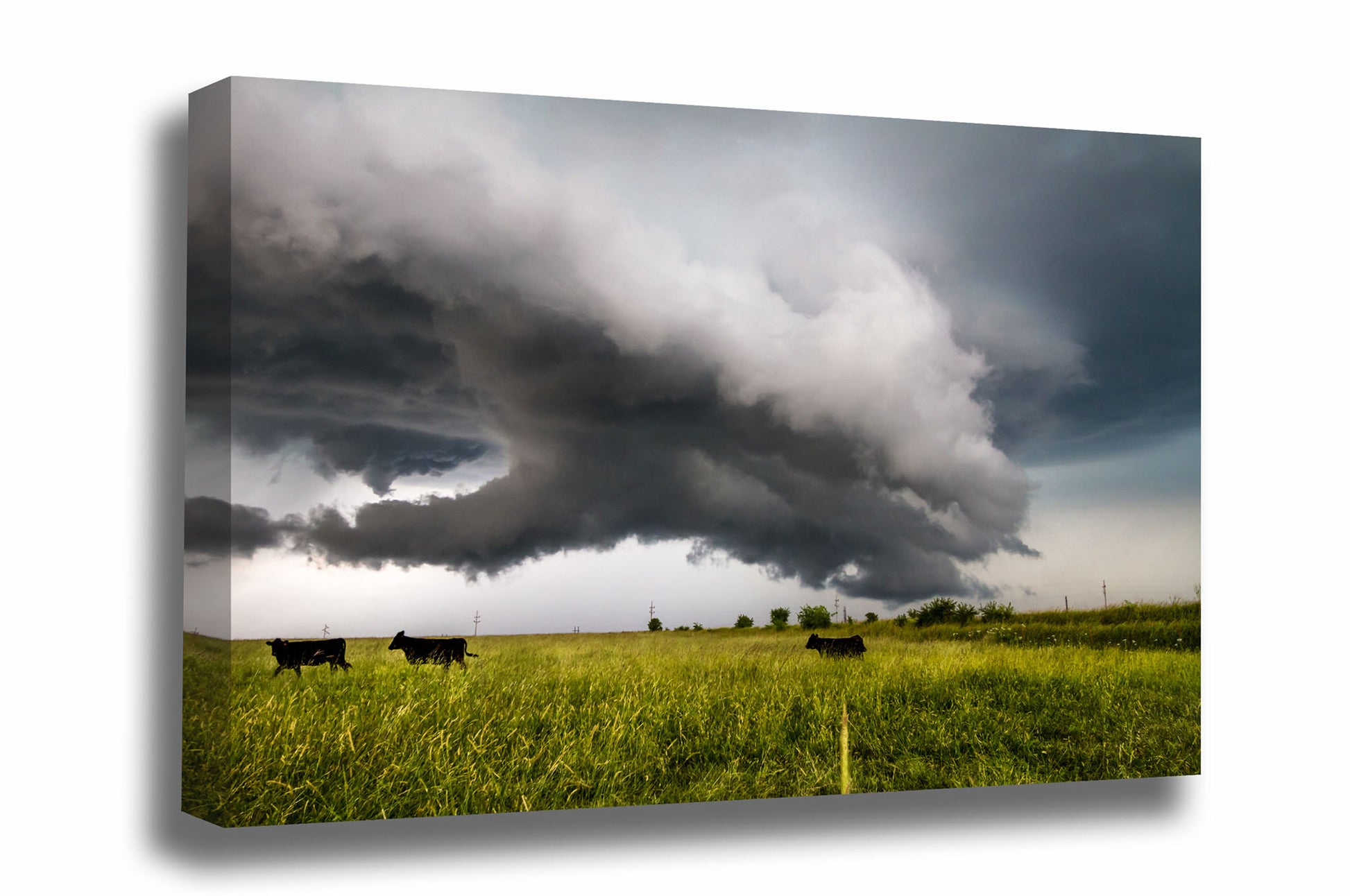 Storm canvas wall art of cows in a field moving out of the way of an intense thunderstorm on a stormy day in Kansas by Sean Ramsey of Southern Plains Photography.