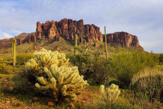 Sonoran Desert photography print of the Superstition Mountains overlooking Cholla cactus as evening sunlight casts a glow on Lost Dutchman State Park near Phoenix, Arizona by Sean Ramsey of Southern Plains Photography.