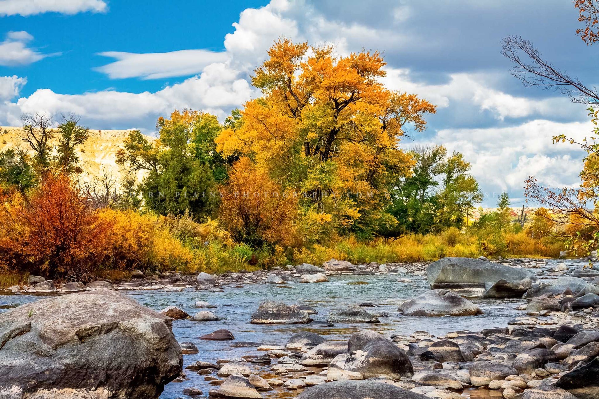 Rocky Mountain photography print of trees with fall foliage along the banks of the Wind River near Dubois, Wyoming by Sean Ramsey of Southern Plains Photography.